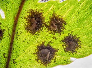 Seeds and spores of a fern leaf