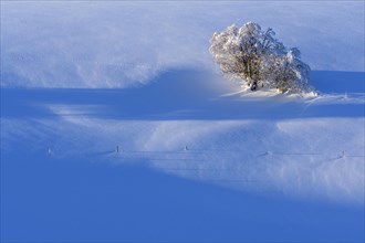 Light and shadow on snowy slope with snow covered trees
