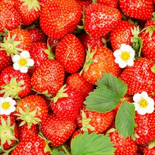 Strawberries berries fresh fruit strawberry berry fruit from above with leaves and flowers square