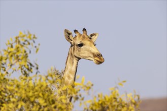 Angolan Giraffe
