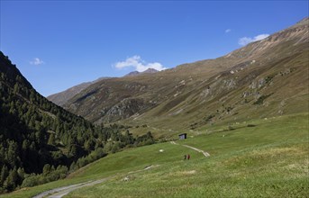 Hikers walking on the alpine pastures in the Rofental