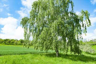 Warty birch