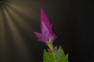 Red flower of a Schlumbergera with water drops