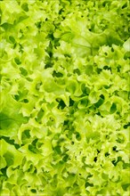 Endive Salad Endive Vegetable Background from above Healthy Eating