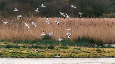 Pied Avocets and Eurasian Wigeon in a flight over Marshland