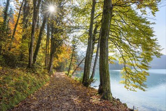 Lakeside path through autumn forest with sun