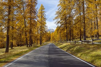 Beautifully colored larches with Road near Cortina d'Ampezzo