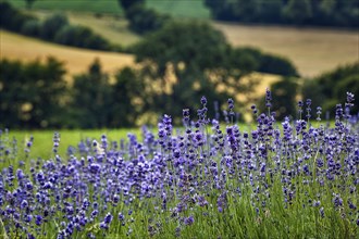 Lavender blossom