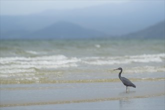 White-faced heron