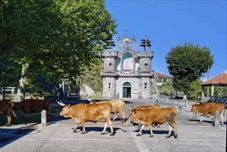 Cachena cows crossing a square in front of Santo Antonio Church