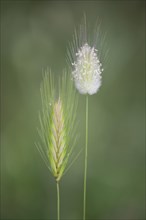 Hares tail grass