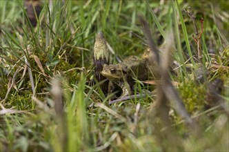 Common toad