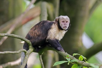 Golden-bellied capuchin