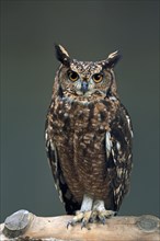 Turkmen Eagle Owl