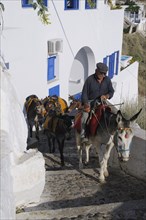 Mules in Fira