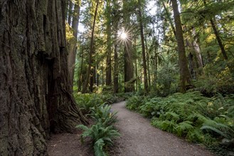 Hiking trail through forest with coast redwoods