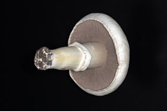 Freshly harvested white horse mushroom