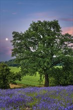 Tree in front of evening sky