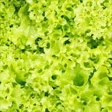 Endive lettuce endive vegetable background from above healthy food square