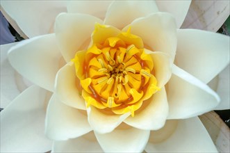 Water lily flower with yellow stamens