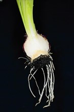 Half bulb and roots of a hyacinth