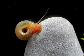 Red ramshorn snail