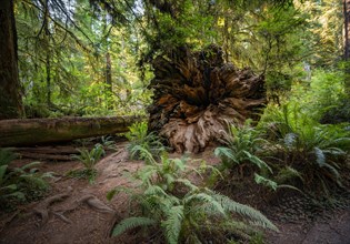 Fallen trunk of a redwood tree