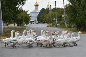 Geese crossing the village street of Besalma