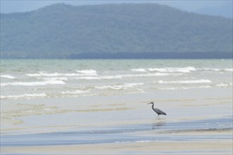 White-faced heron