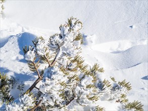 Snow-covered mountain pine