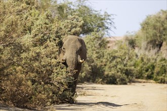 African Elephant