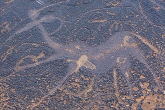 The dancing kudu panel at the Twyfelfontein rock engravings west of the town of Khorixas