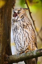 Boreal owl
