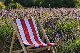 Deckchair at the lavender field