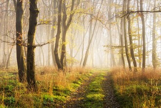Hiking trail through sunny forest with fog in autumn