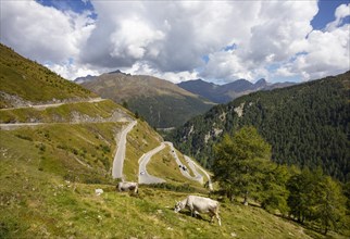 Cows grazing on the Timmelsjoch High Alpine Road