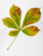 Autumn coloured chestnut leaf