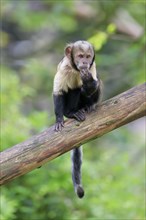 Golden-bellied capuchin
