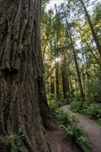 Hiker on trail through forest with coast redwoods