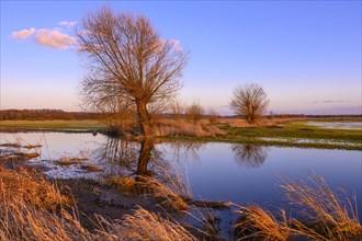 Willow on the Randkanal in Ochsenmoor