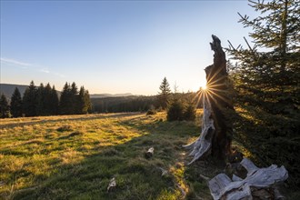 Meadow in the forest at sunrise in Todtnauberg