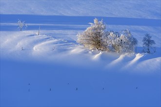 Light and shadow on snowy slope with snow covered trees