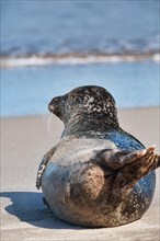 Earless seal