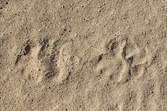 Footprint of a male lion