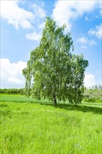 Warty birch