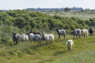 Sheep and Goat Herd