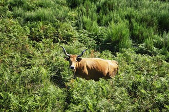 Cachena Cows in vegetation