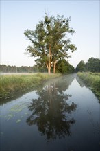 Allerkanal and poplars