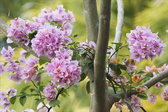 Bougainvilleas