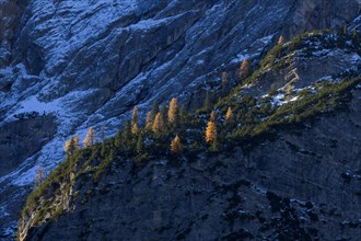 Mountainside with colorful larch trees in autumn